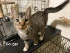 Adopt Cougar a Brown Tabby Domestic Shorthair / Mixed (short coat) cat in