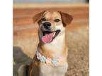 Adopt Gyeoru a Brown/Chocolate - with White Jindo / Mixed dog in Ottawa