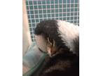 Adopt Missy a Brown Tabby Domestic Shorthair / Mixed cat in Land O Lakes