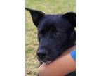 Adopt Luca a Black - with White Labrador Retriever / Flat-Coated Retriever dog