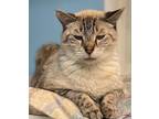 Adopt Koko - Center a Siamese / Mixed (short coat) cat in oakland park