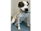 Adopt Daisy a Boxer / American Pit Bull Terrier / Mixed dog in Portland