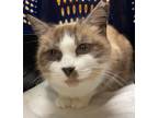 Adopt Baby Blue a Cream or Ivory (Mostly) Snowshoe (short coat) cat in