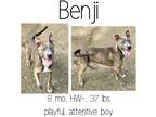 Adopt B Litter a American Pit Bull Terrier / Mixed dog in Albany, GA (39940314)