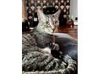 Adopt Carl a Gray, Blue or Silver Tabby Domestic Shorthair cat in Wake Forest