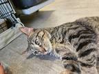 Adopt Bockman a Brown Tabby Domestic Shorthair (short coat) cat in Fremont