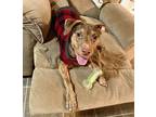 Adopt Boone a Brown/Chocolate American Pit Bull Terrier / Mixed Breed (Medium) /