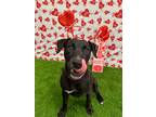 Adopt Mystery a Black Labrador Retriever / Mixed Breed (Medium) / Mixed (short