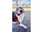Adopt *ANNA* a Brown/Chocolate - with White Border Collie / Australian Kelpie /