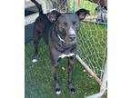 Adopt Cielito a Black Black Mouth Cur / Border Collie / Mixed dog in Creston