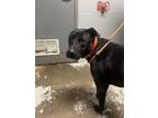 Adopt Stella Vanilla a Black Labrador Retriever / Mixed Breed (Medium) / Mixed