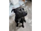 Adopt RoRo a Black Golden Retriever / Mixed Breed (Medium) / Mixed (short coat)