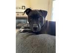 Adopt Kuro a Merle American Staffordshire Terrier / Mixed Breed (Medium) / Mixed