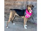 Adopt Navy a Black Fox Terrier (Smooth) / Jack Russell Terrier / Mixed (short