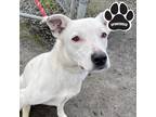 Adopt FC-Mz Magic a White Hound (Unknown Type) / Mixed Breed (Medium) / Mixed