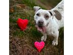 Adopt Ivy a White Mixed Breed (Small) / Mixed Breed (Medium) / Mixed (short