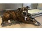 Adopt 23-500D Amelie a Brindle Boxer / Mixed Breed (Medium) / Mixed (short coat)