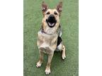 Adopt Lena a Brown/Chocolate German Shepherd Dog / Mixed Breed (Medium) / Mixed