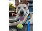 Adopt Rocco a Brindle Mixed Breed (Small) / Mixed Breed (Medium) / Mixed (short