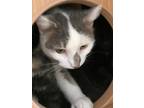 Adopt Cherokee a White Domestic Shorthair / Mixed Breed (Medium) / Mixed (short