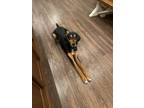 Adopt ChiChi a Black - with Brown, Red, Golden, Orange or Chestnut Black and Tan