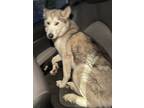 Adopt Daisy a White - with Gray or Silver Husky / Mixed dog in Salisbury