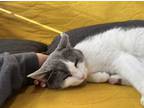 Adopt Halle a White (Mostly) American Shorthair (short coat) cat in Scottsville