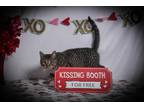 Adopt Mario a Brown Tabby Domestic Shorthair (short coat) cat in Endicott