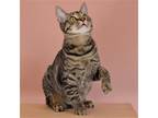Adopt Gilligan a Brown Tabby Domestic Shorthair / Mixed (short coat) cat in