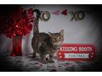 Adopt Harrison a Brown Tabby Domestic Shorthair (short coat) cat in Endicott