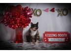 Adopt PBF a Calico or Dilute Calico Domestic Shorthair (short coat) cat in