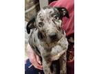 Adopt Nick a Gray/Silver/Salt & Pepper - with Black Catahoula Leopard Dog /