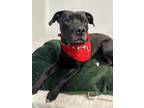 Adopt Luke a Black Labrador Retriever / Pit Bull Terrier / Mixed dog in