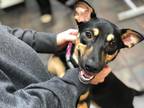 Adopt Shelby a Brown/Chocolate - with Black Hound (Unknown Type) / Beagle /