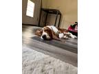Adopt Woody a Brindle - with White Basset Hound / Mixed dog in Houston