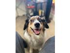 Adopt Myla a Gray/Blue/Silver/Salt & Pepper Australian Shepherd / Mixed dog in