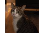 Adopt Keith a Gray or Blue (Mostly) Tabby (short coat) cat in Lincolnton