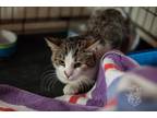 Adopt Vash a Domestic Shorthair / Mixed (short coat) cat in Crandon