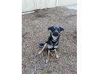 Adopt Boudreaux a Rottweiler / Mixed dog in Houston, TX (40724726)