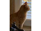 Adopt Morris a Orange or Red Tabby (short coat) cat in Cornelius, NC (39935071)