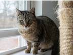 Adopt Annie a Gray, Blue or Silver Tabby Tabby (short coat) cat in Cornelius