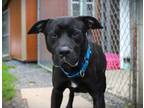 Adopt Jax a Black Pit Bull Terrier dog in Johnstown, PA (40380213)