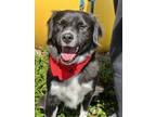 Adopt Becky a Border Collie / Terrier (Unknown Type, Medium) / Mixed dog in