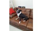 Adopt Jude (prison program) a Black - with White Border Collie / Terrier