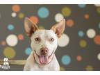 Adopt Sparky a White - with Red, Golden, Orange or Chestnut Australian Cattle