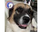 Adopt Eve a White Great Pyrenees / Boxer / Mixed dog in Portland, OR (40738557)