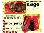 Adopt Sage and Morganna a Tiger Striped American Shorthair (short coat) cat in