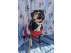 Adopt Oakley-Sponsored a American Pit Bull Terrier / American Staffordshire