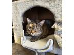Adopt QJ a White (Mostly) Domestic Shorthair / Mixed Breed (Medium) / Mixed