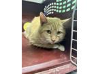 Adopt Jericho a Brown Tabby Domestic Mediumhair / Mixed Breed (Medium) / Mixed